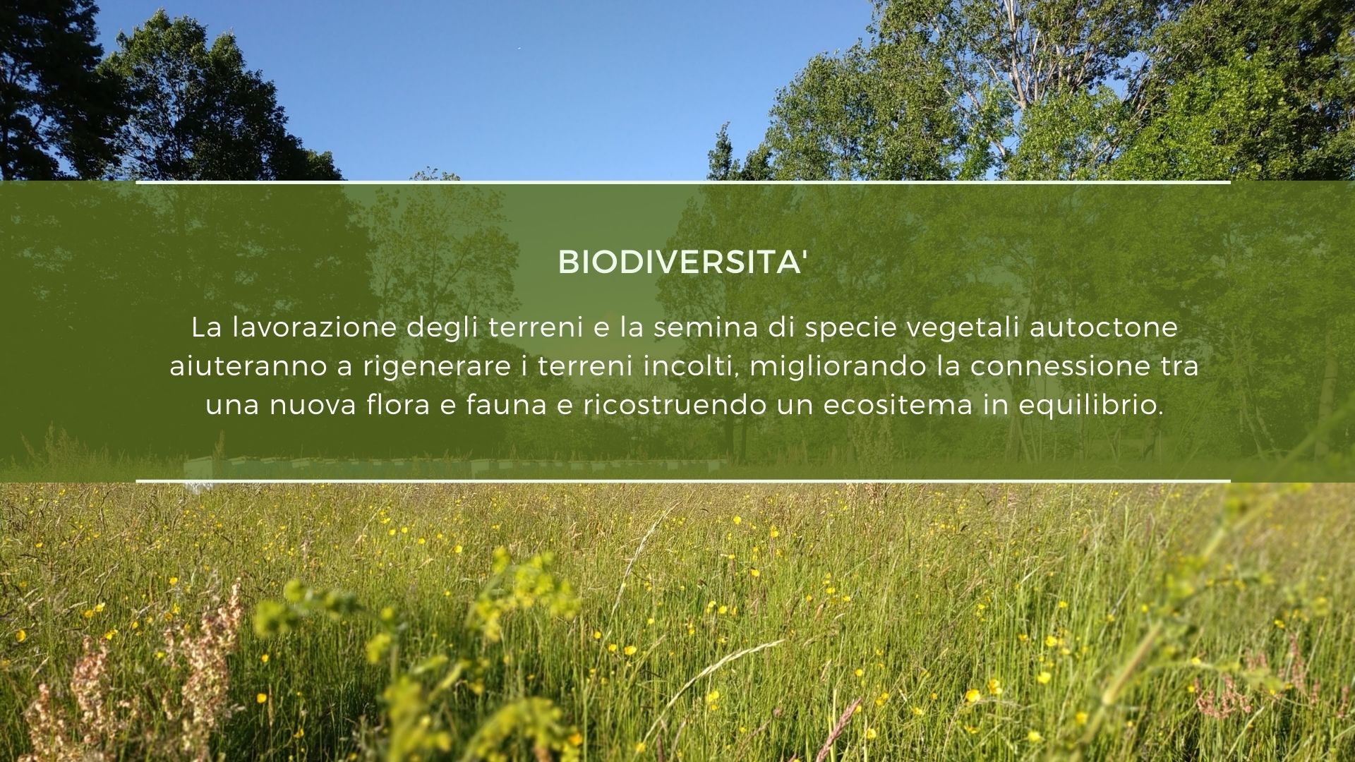 Fioraia -Un paesaggio per salvare le api di Impollinatori Fioraia -Un paesaggio per salvare le api-Impollinatori