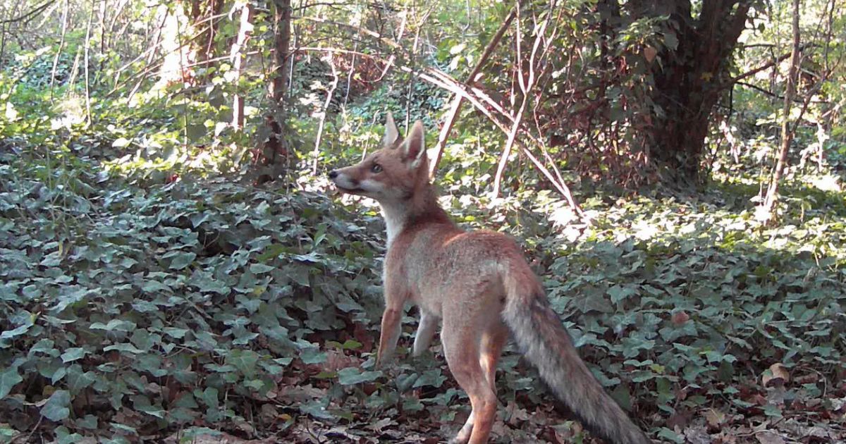 Il mio amico stagno-Associazione Naturalistica Argonauta