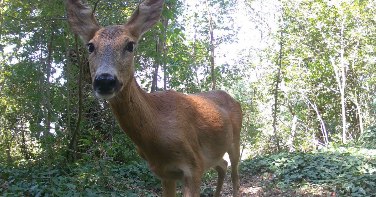 Il mio amico stagno-Associazione Naturalistica Argonauta