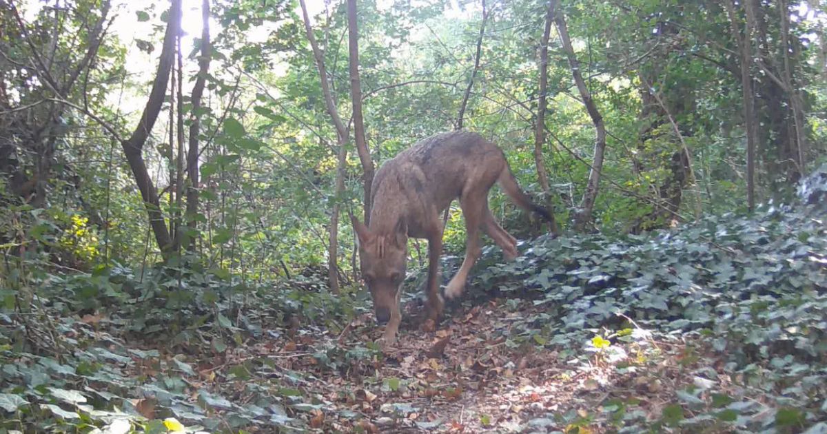 Il mio amico stagno-Associazione Naturalistica Argonauta