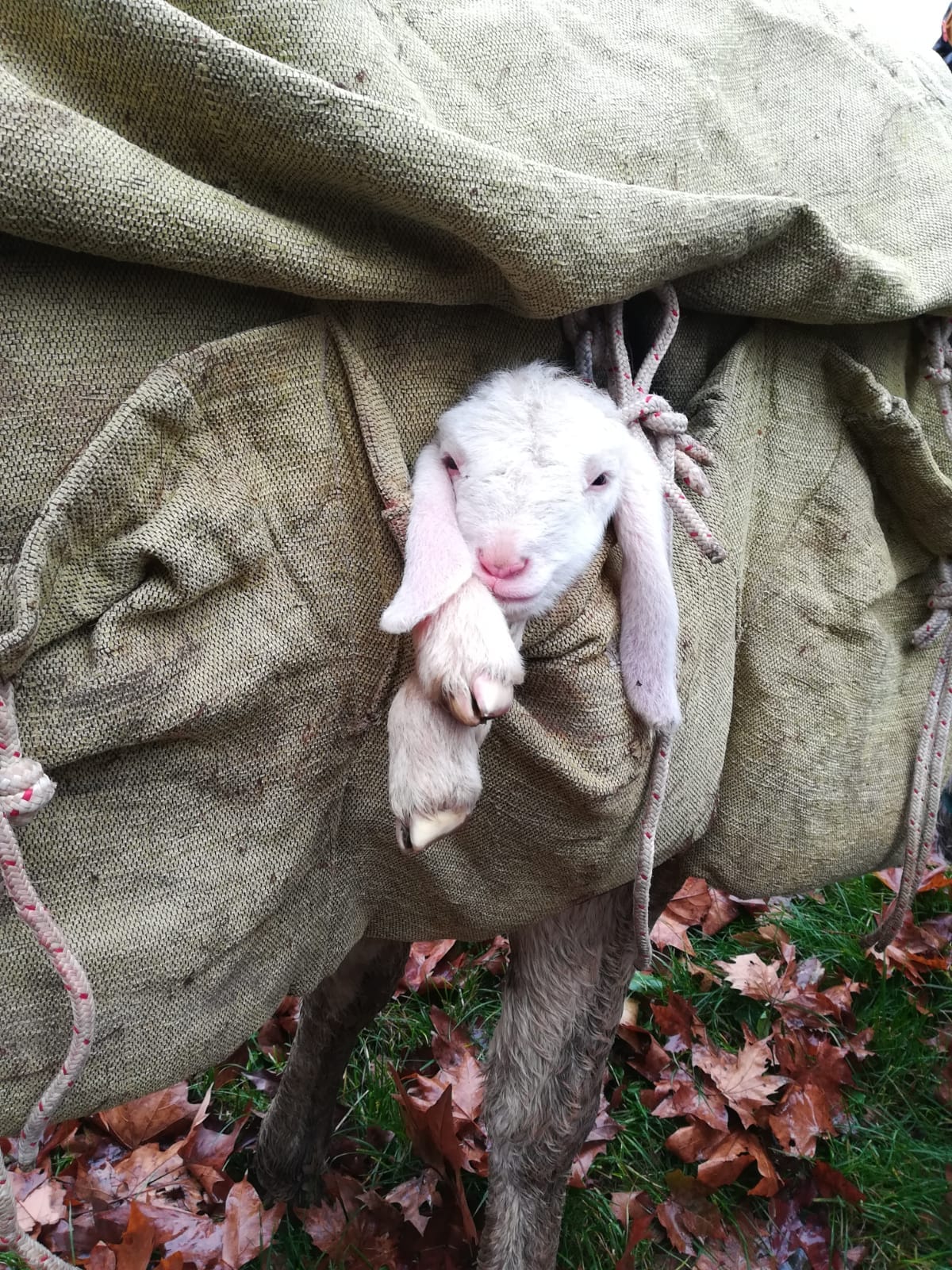 Lupo e orso: una storia a lieto fine! di Eliante Lupo e orso: una storia a lieto fine!-Eliante