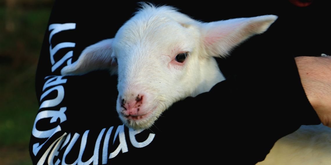 #Run4Animals per un mondo senza gabbie-Animal Equality