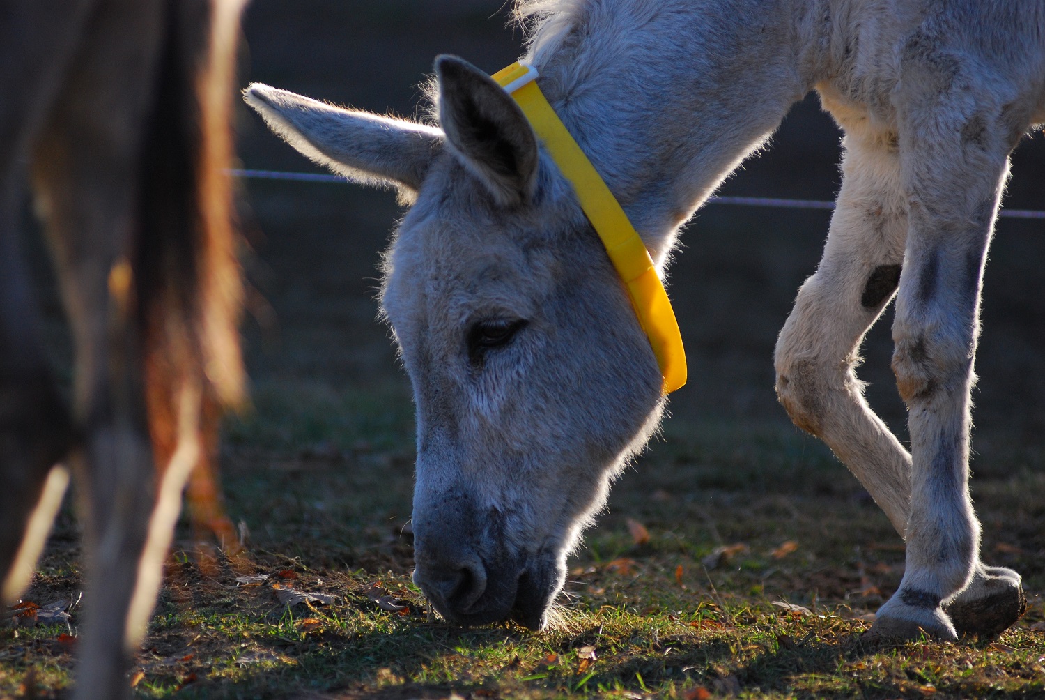 Una sfida al limite per gli asinelli-Il Rifugio degli Asinelli