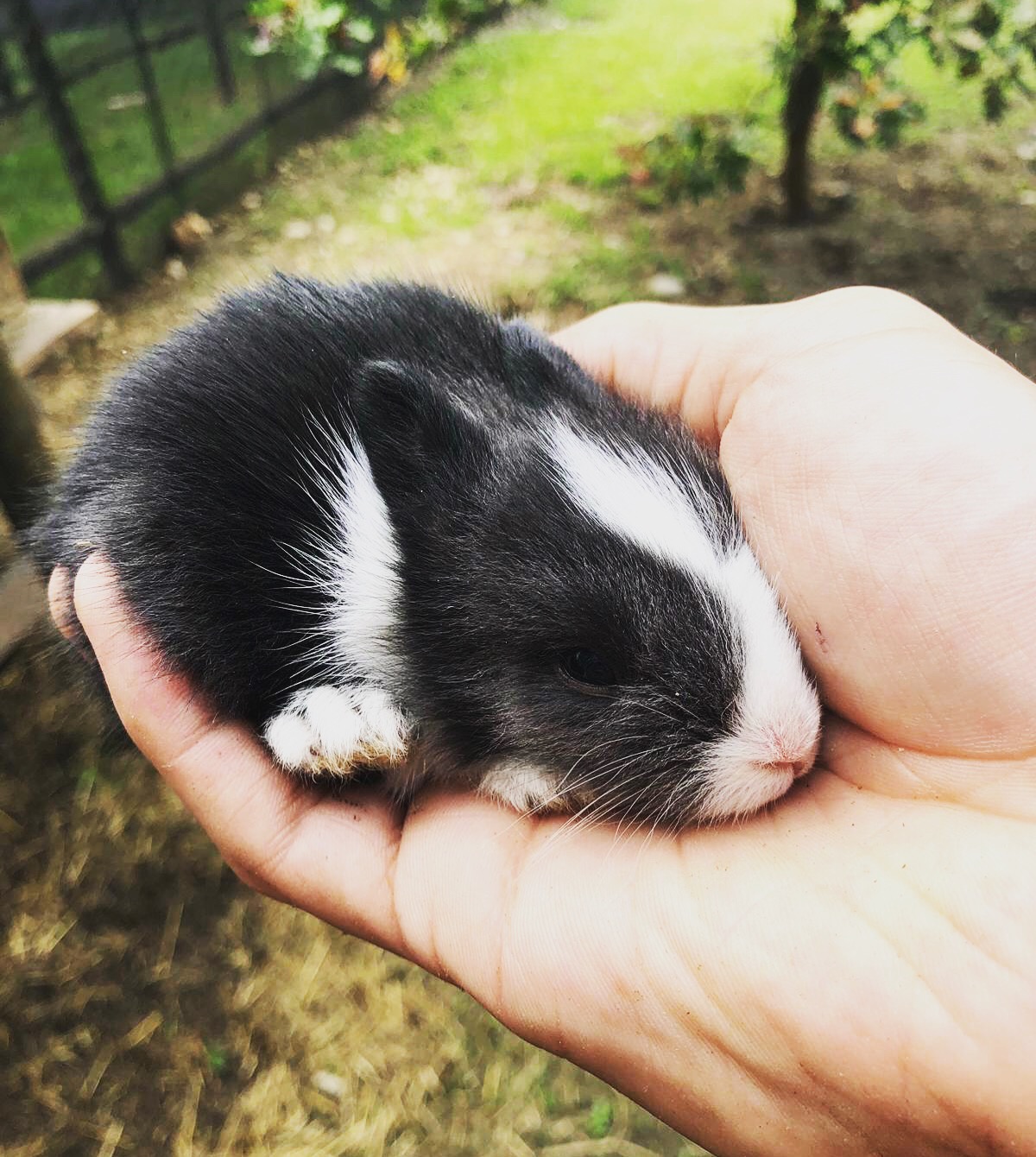 Tutela dell'ambiente e degli animali-NatureVibes