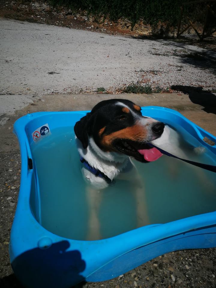 L'Amico Fedele Centro Recupero Animali di L'Amico Fedele L'Amico Fedele Centro Recupero Animali -L'Amico Fedele