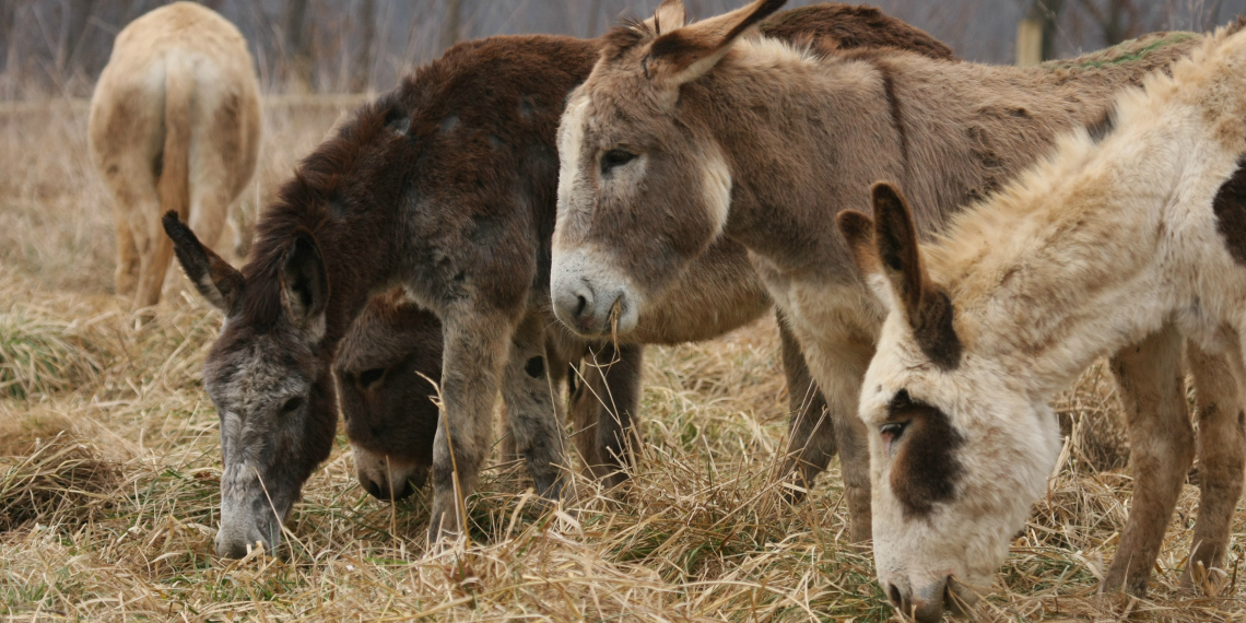 L'arrivo a Sala Biellese dei primi asini sequestrati: finalmente, fieno a volontà