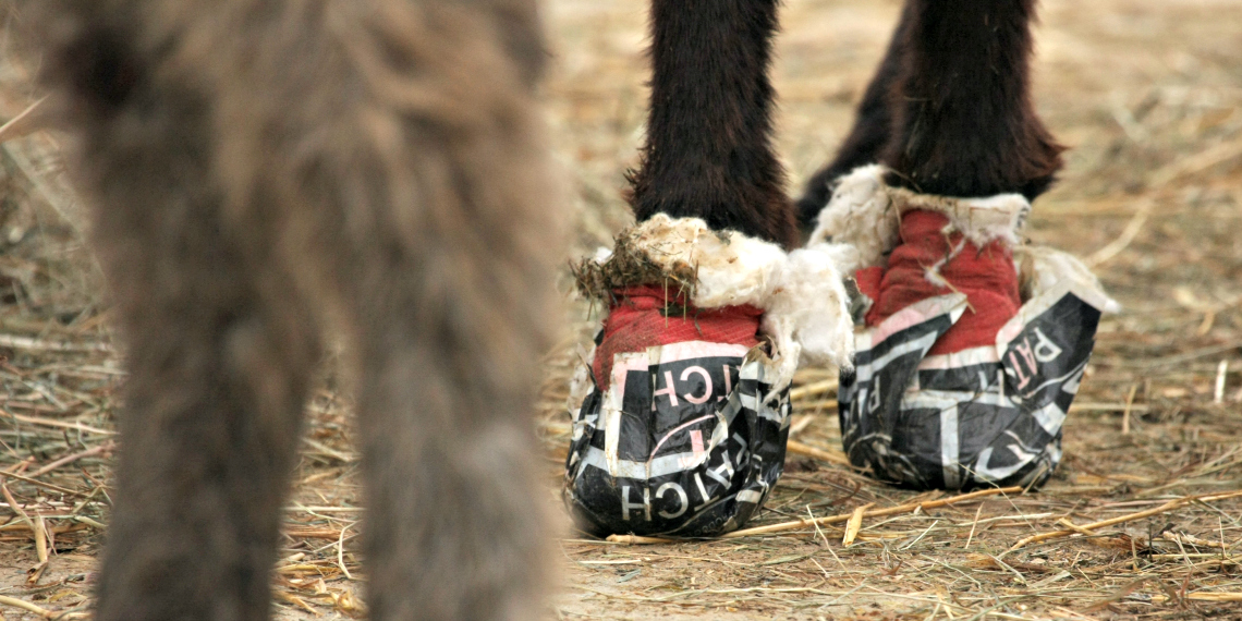Molti degli asini salvati avevano gravi problemi di salute