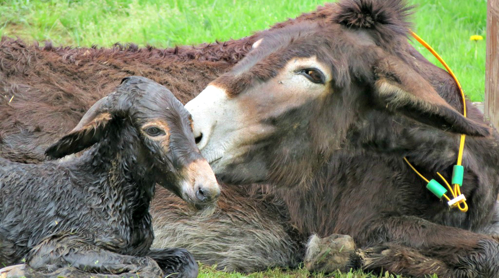 La piccola Camilla è nata nella sicurezza del Rifugio: mamma Carmela è stata salvata con una gravidanza già avanzata
