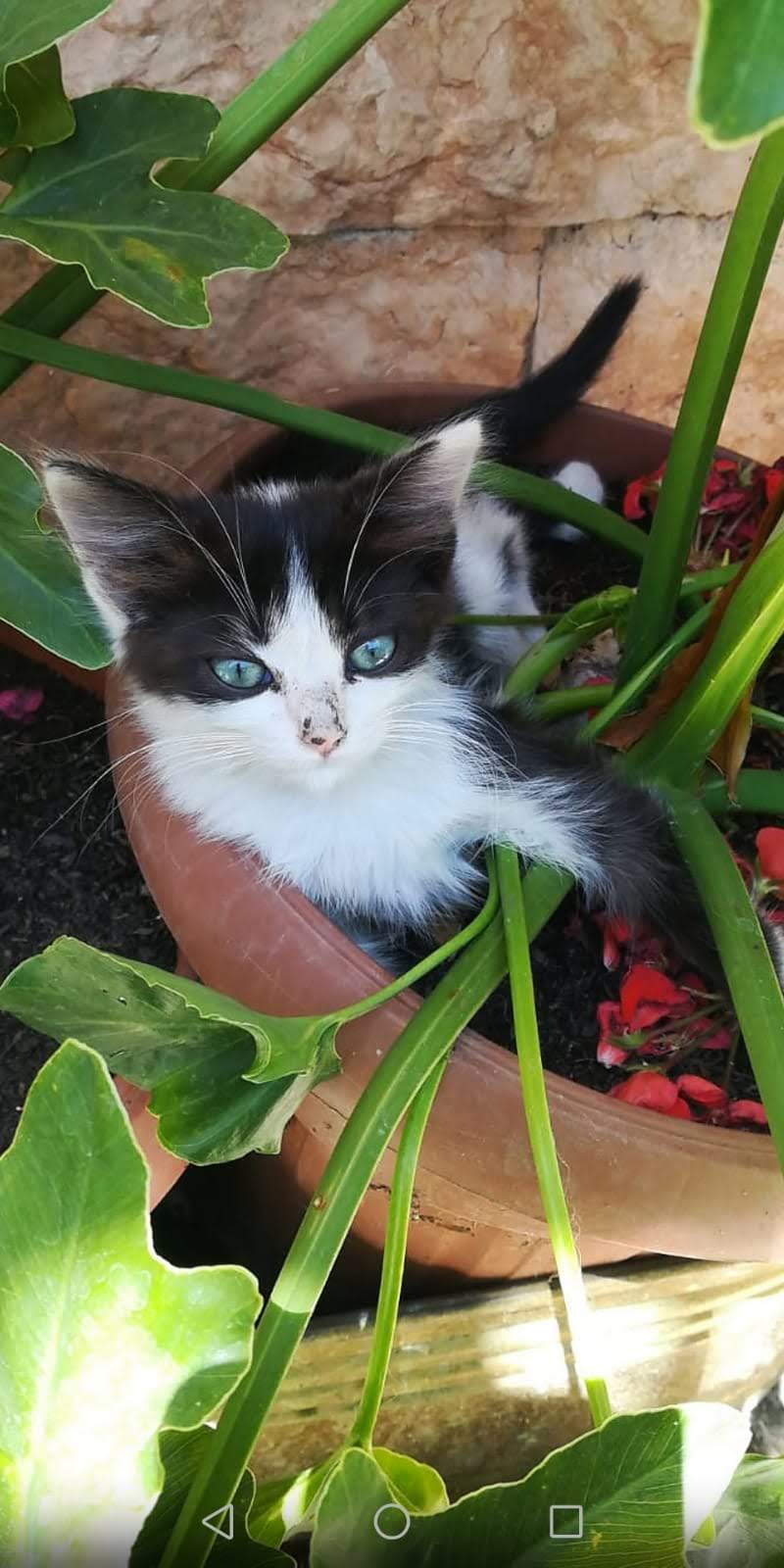 COSTRUIAMO UN GATTILE A RIETI di I MIAO DI RIETI COSTRUIAMO UN GATTILE A RIETI-I MIAO DI RIETI