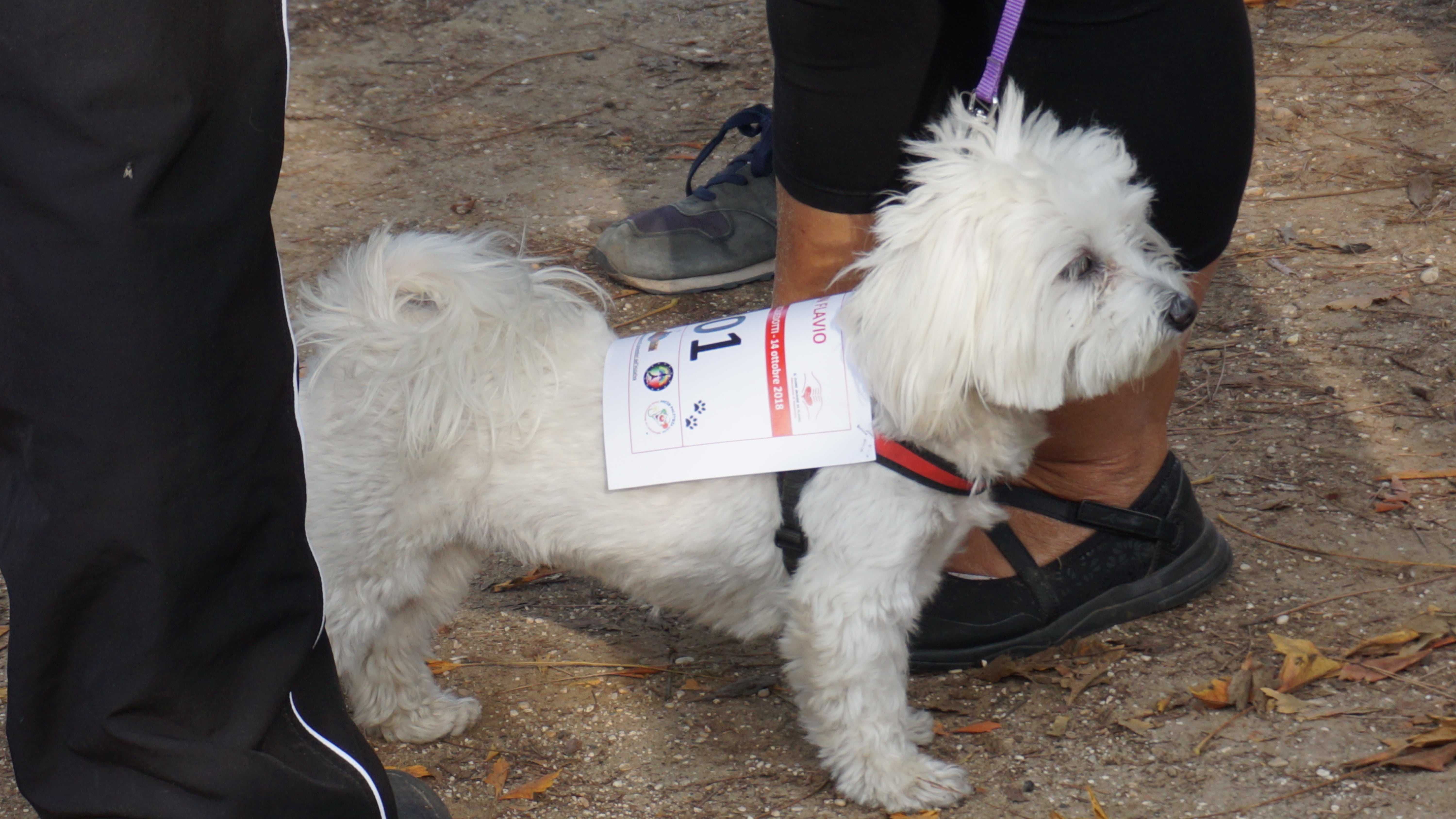 CORRENDO CON FLAVIO ONLINE-IL CUORE GRANDE DI FLAVIO