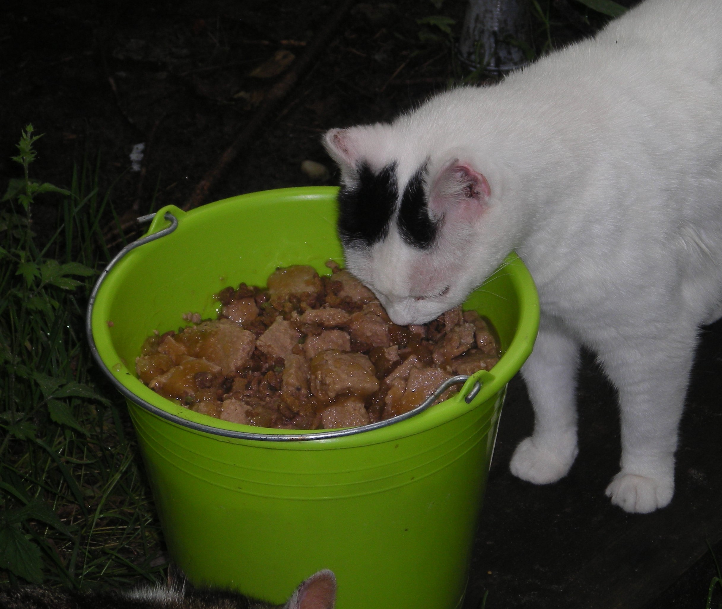Più pappa per tutti!-MV
