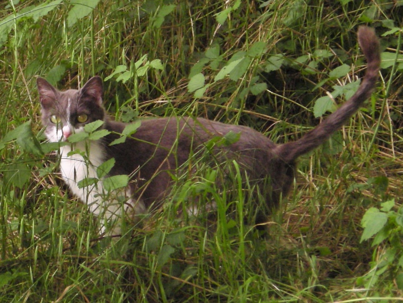 Più pappa per tutti!-MV