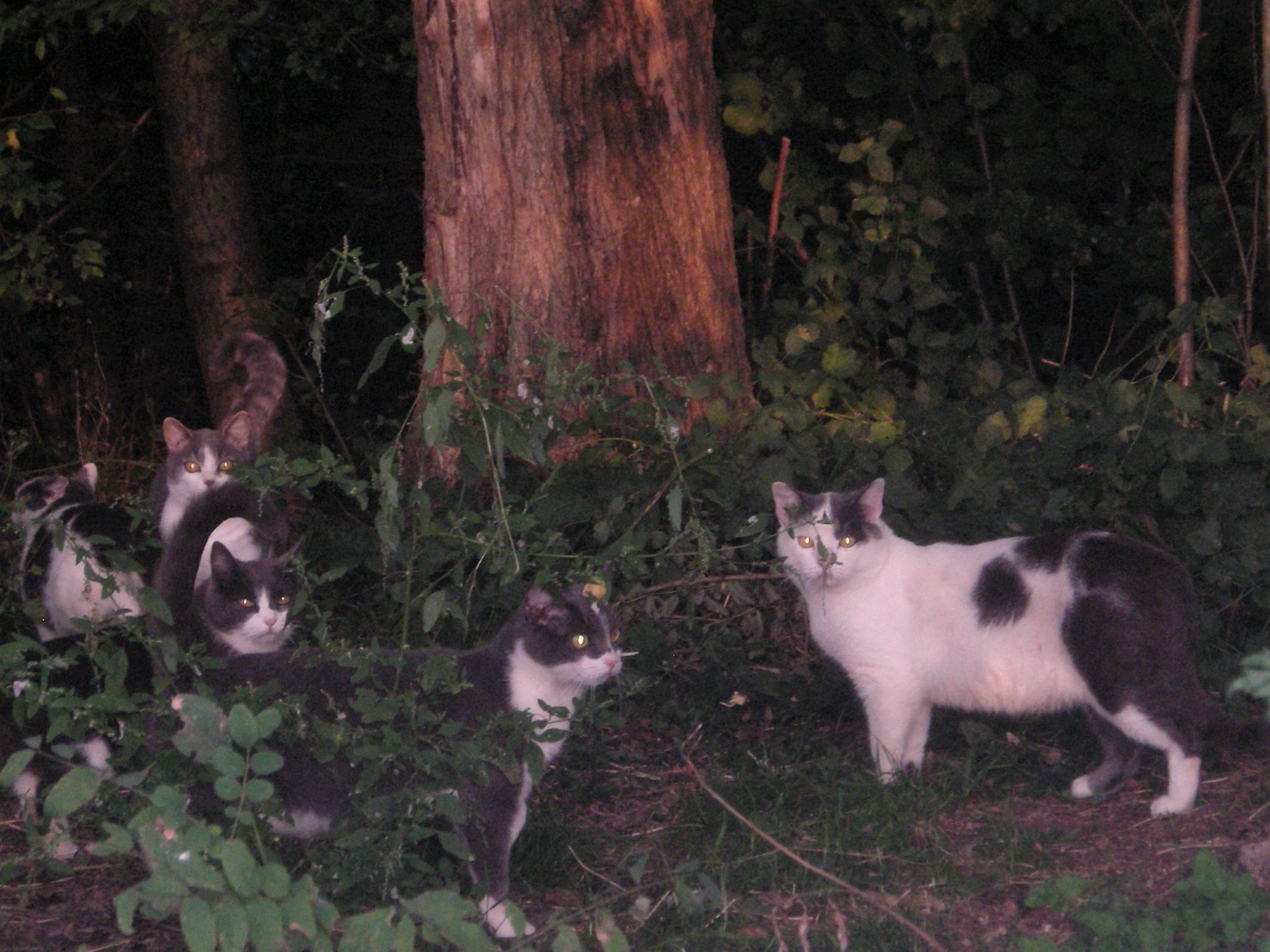 Più pappa per tutti!-MV