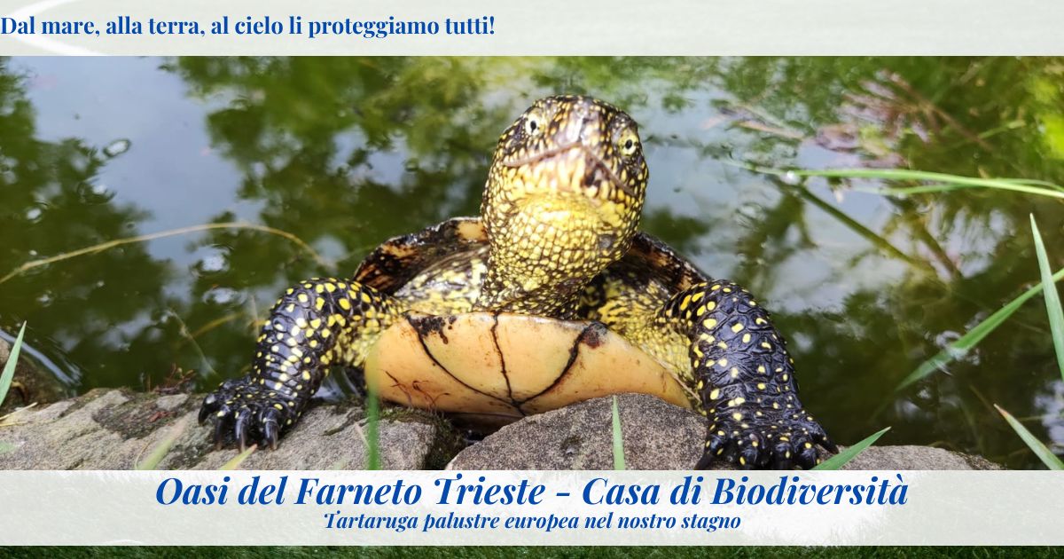 Oasi ENPA Trieste - Casa di Biodiversità di ENPA Oasi ENPA Trieste - Casa di Biodiversità-ENPA