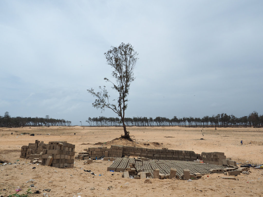 1000 ALBERI CONTRO OCEANO E DESERTO di CISV 1000 ALBERI CONTRO OCEANO E DESERTO -CISV