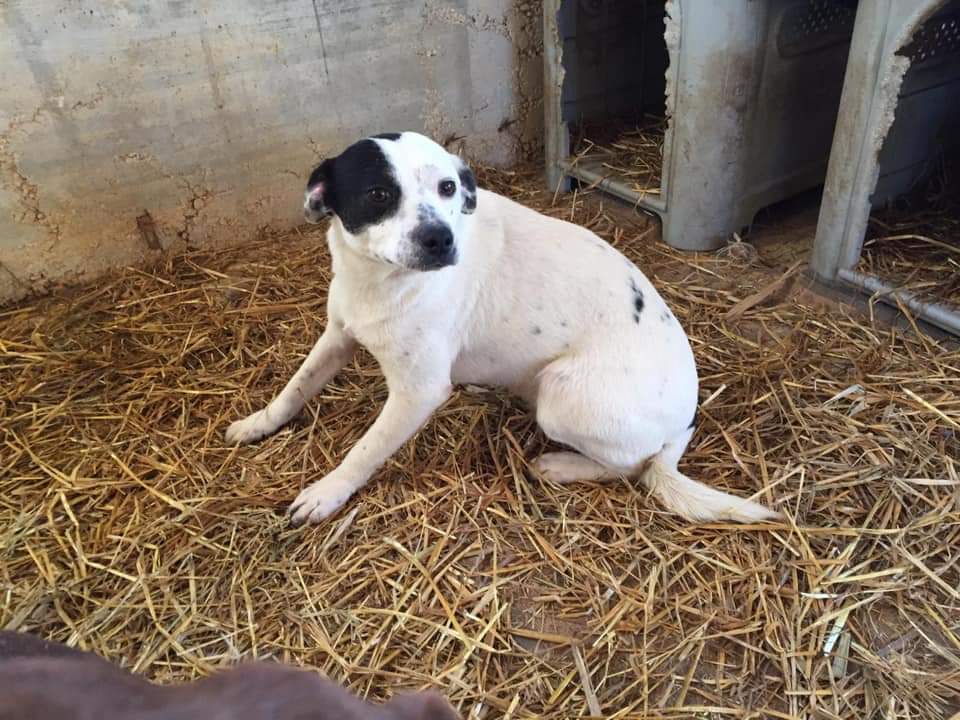 Il Rifugio è in pessimo stato di A.B.A.I.A.A Il Rifugio è in pessimo stato-A.B.A.I.A.A