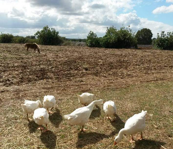 Mini fattoria per pet terapia (I.A.A.) di ASD Il Girotondo dei Sorrisi Mini fattoria per pet terapia (I.A.A.)-ASD Il Girotondo dei Sorrisi
