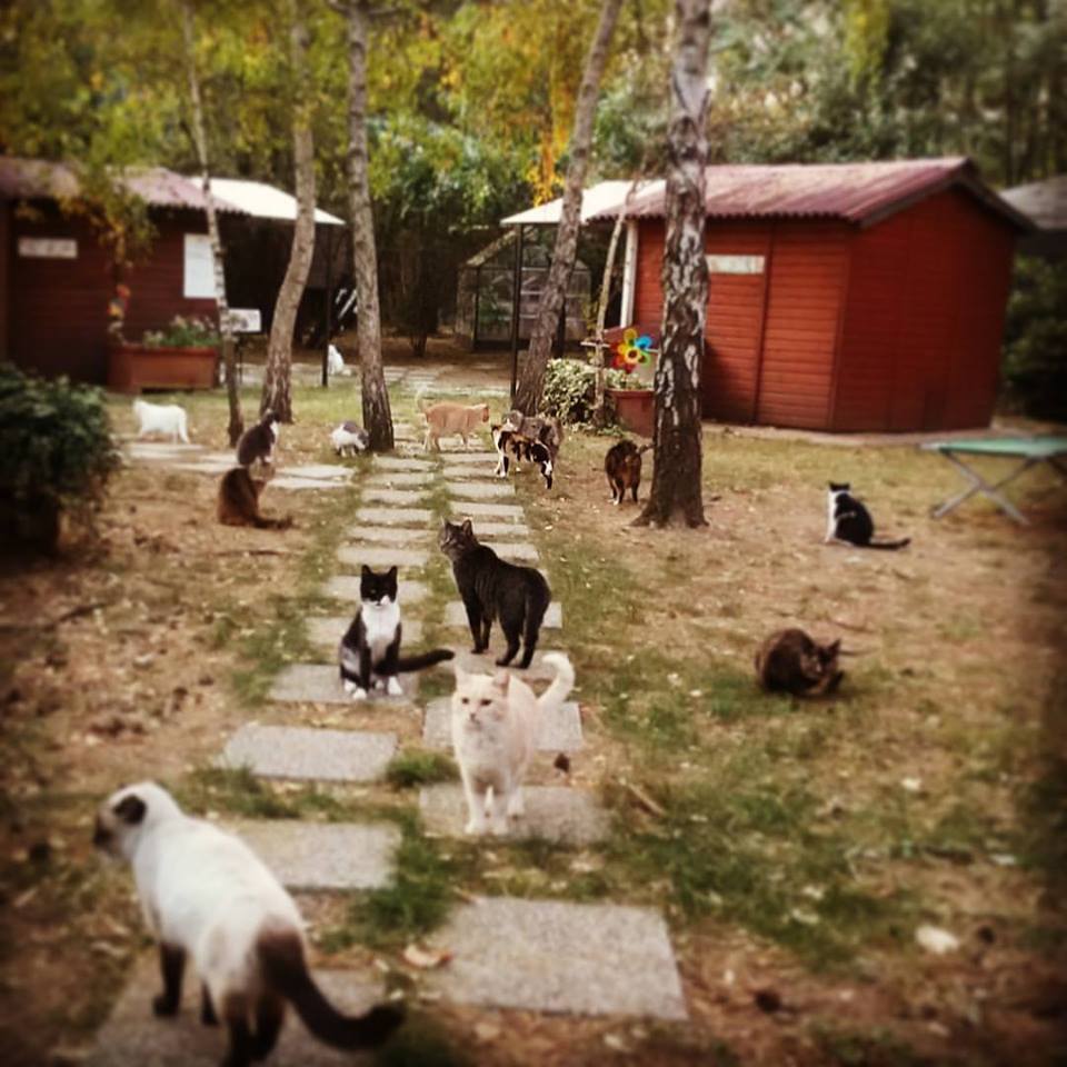 Un aiuto per Gattaland di Gattaland Un aiuto per Gattaland-Gattaland