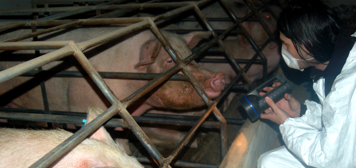 #Run4Animals per un mondo senza gabbie-Animal Equality