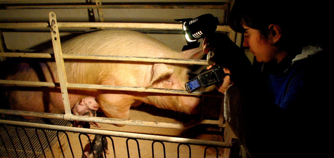 #Run4Animals per un mondo senza gabbie-Animal Equality