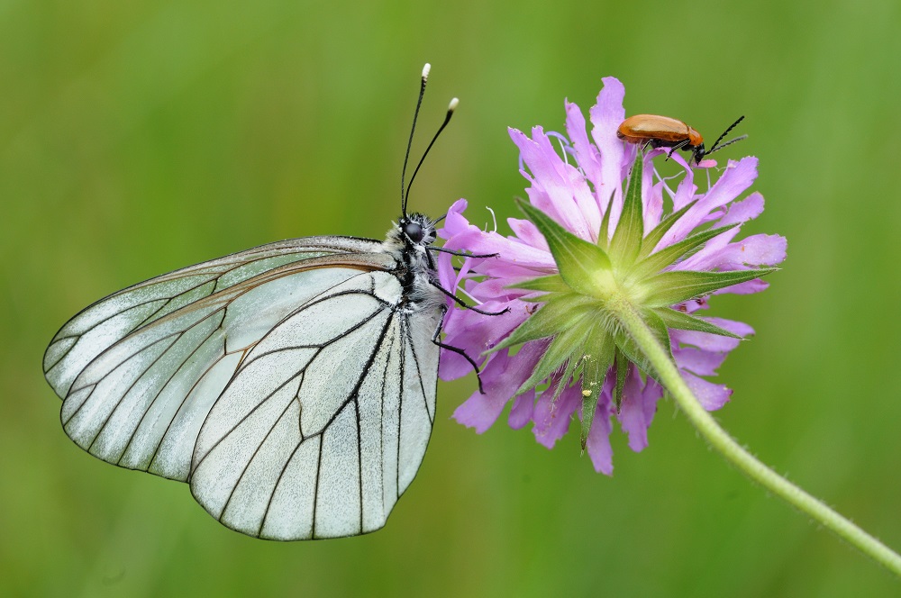Prati fioriti per il futuro del pianeta!-Istituto Oikos