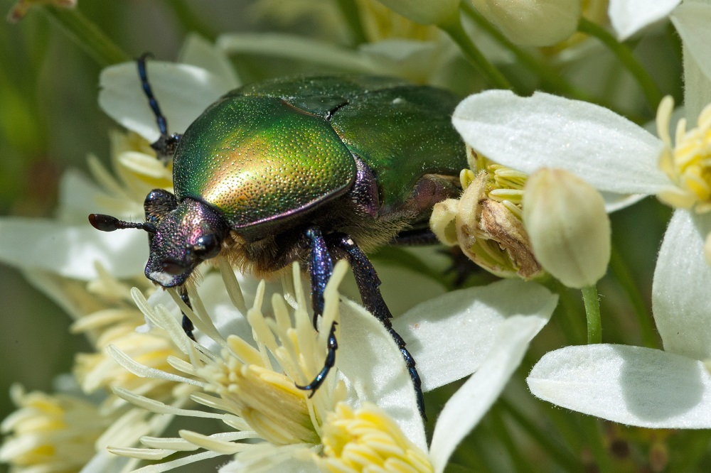Prati fioriti per il futuro del pianeta!-Istituto Oikos
