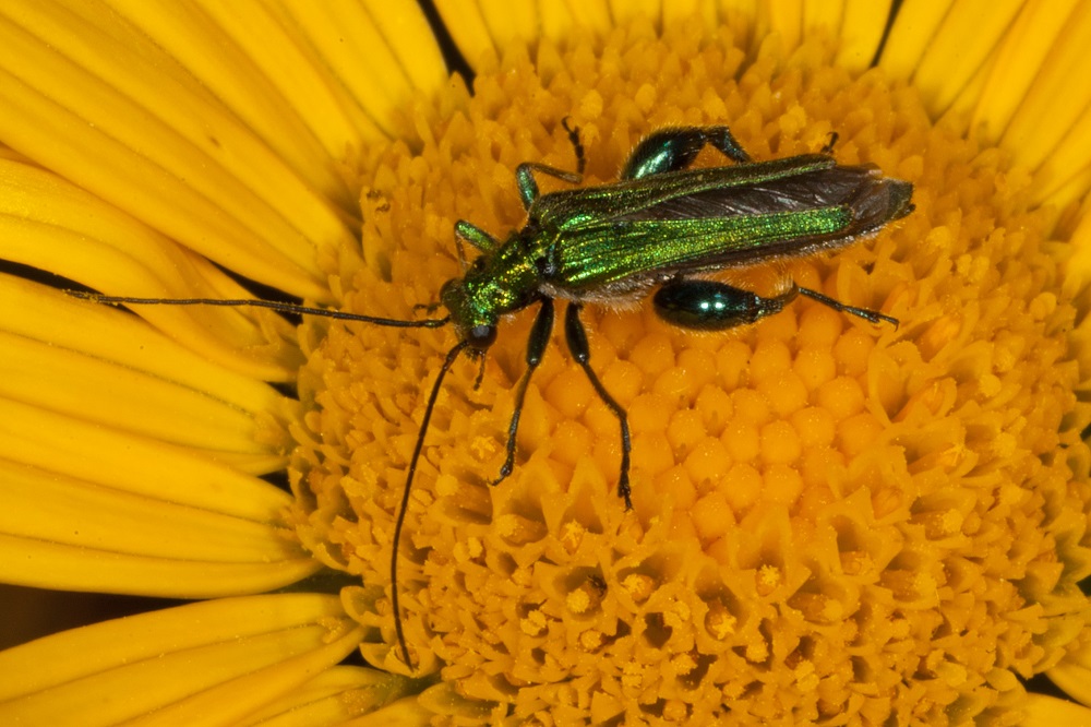 Prati fioriti per il futuro del pianeta!-Istituto Oikos