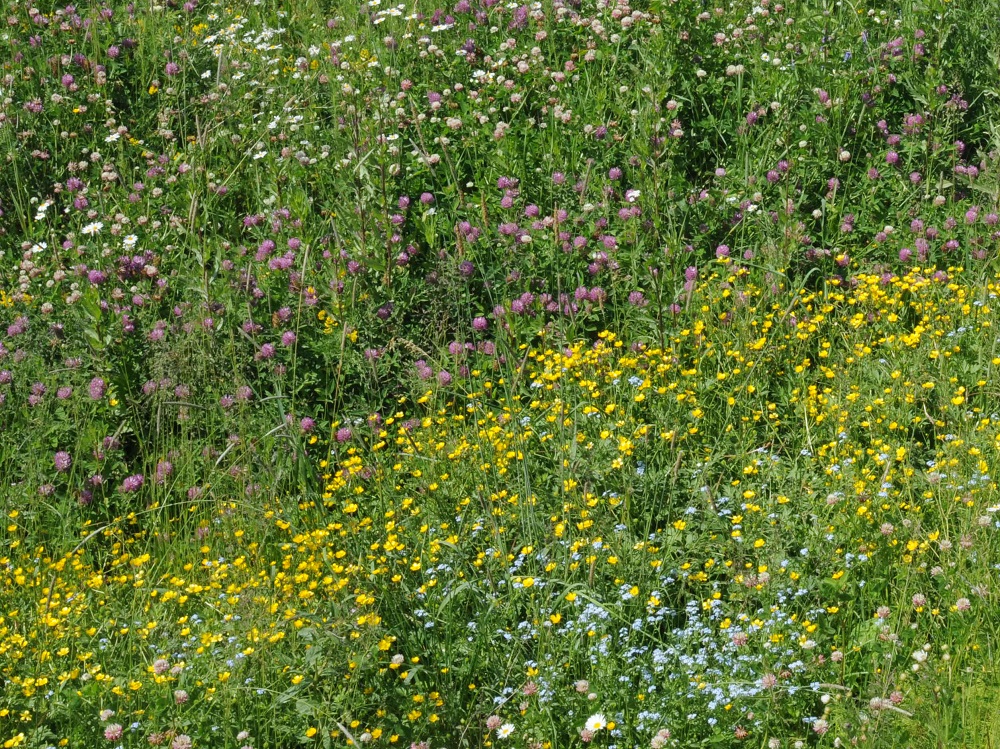 Prati fioriti per il futuro del pianeta!-Istituto Oikos