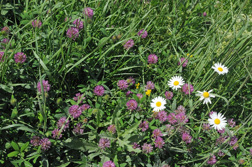 Prati fioriti per il futuro del pianeta!-Istituto Oikos