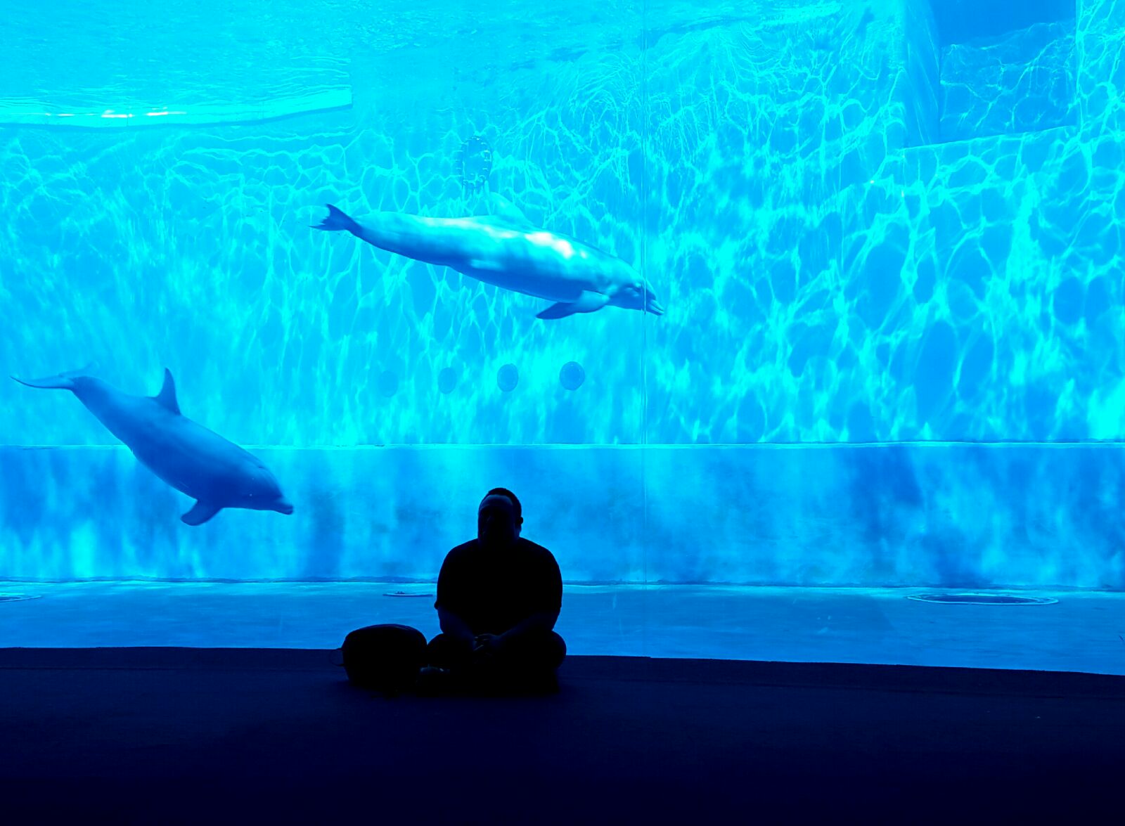 Pulce Allegra - Run like a Pulce-PulceAllegra