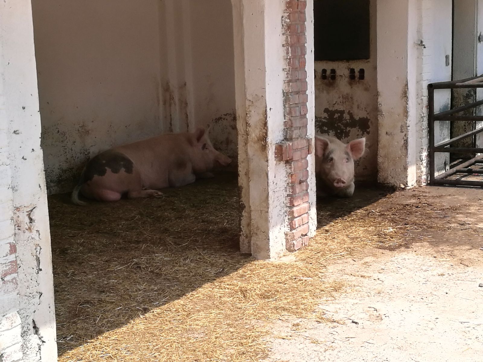 Uniti con don Bassano per Tetto Fraterno di Tetto Fraterno Uniti con don Bassano per Tetto Fraterno-Tetto Fraterno