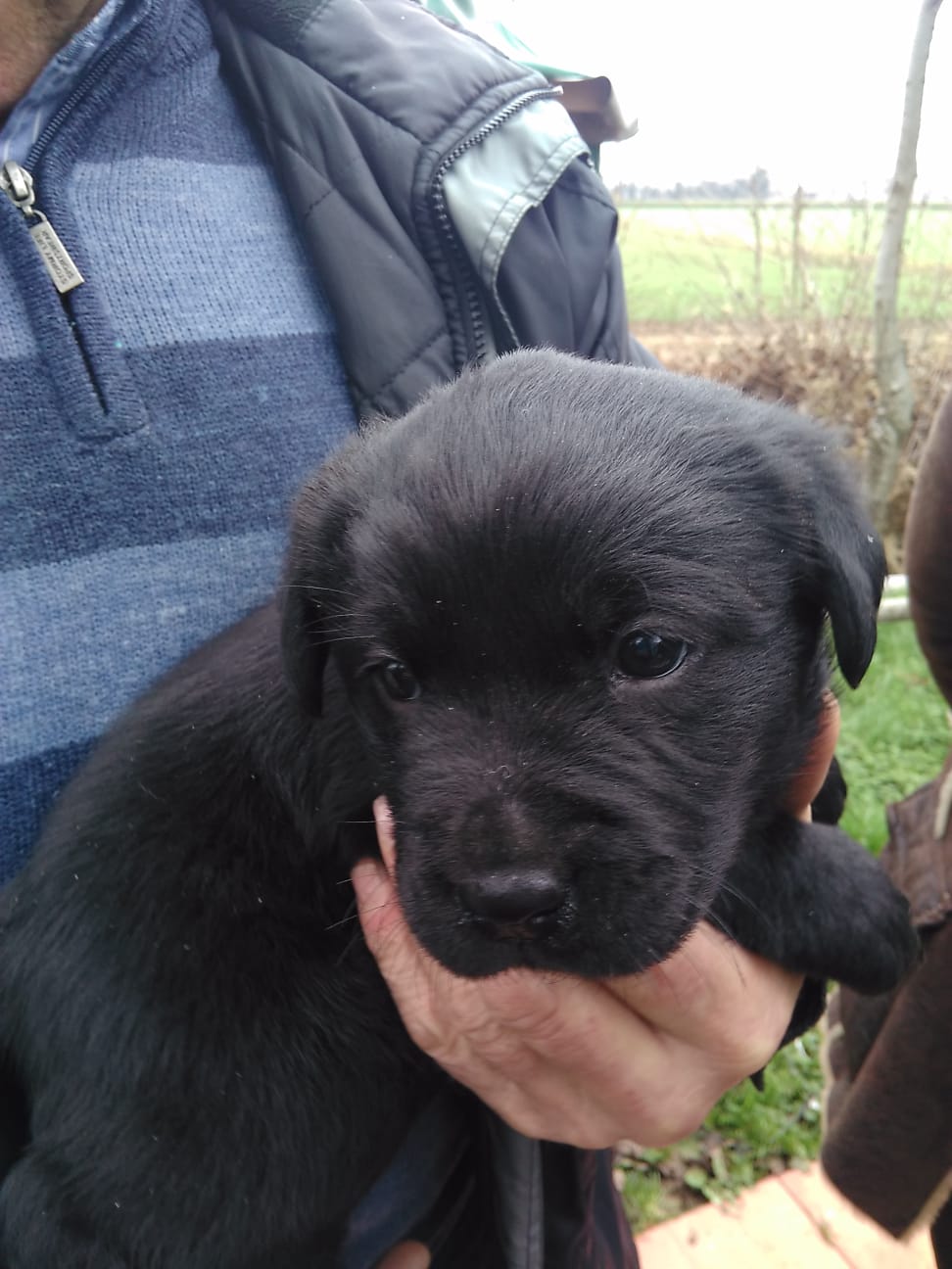 Da grande sarò un cane guida per ciechi.-Puppy