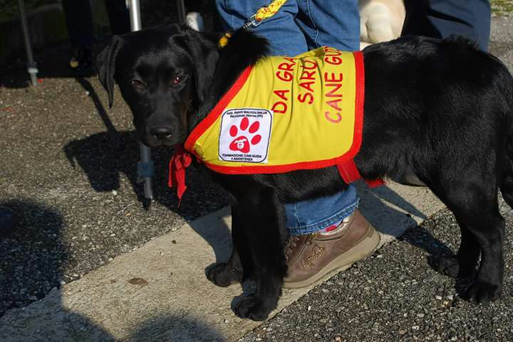 Da grande sarò un cane guida per ciechi.-Puppy