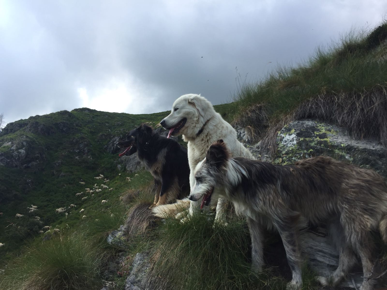 Lupo e orso: una storia a lieto fine! di Eliante Lupo e orso: una storia a lieto fine!-Eliante