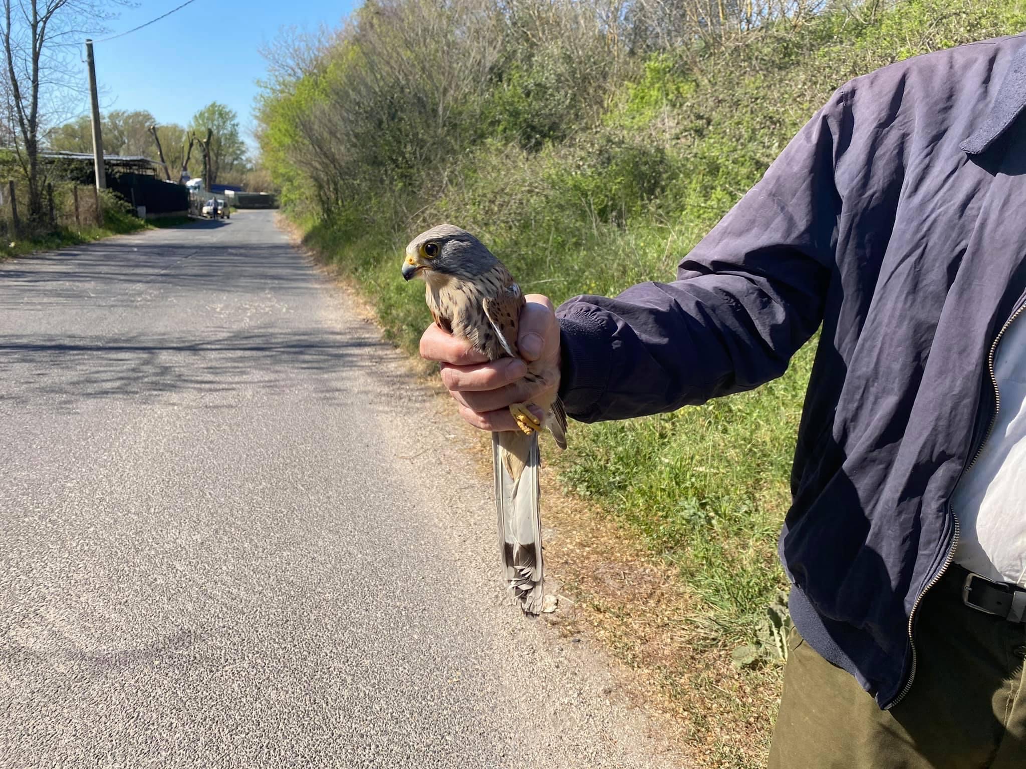 Ambiente e Animali-SAT KRONOS