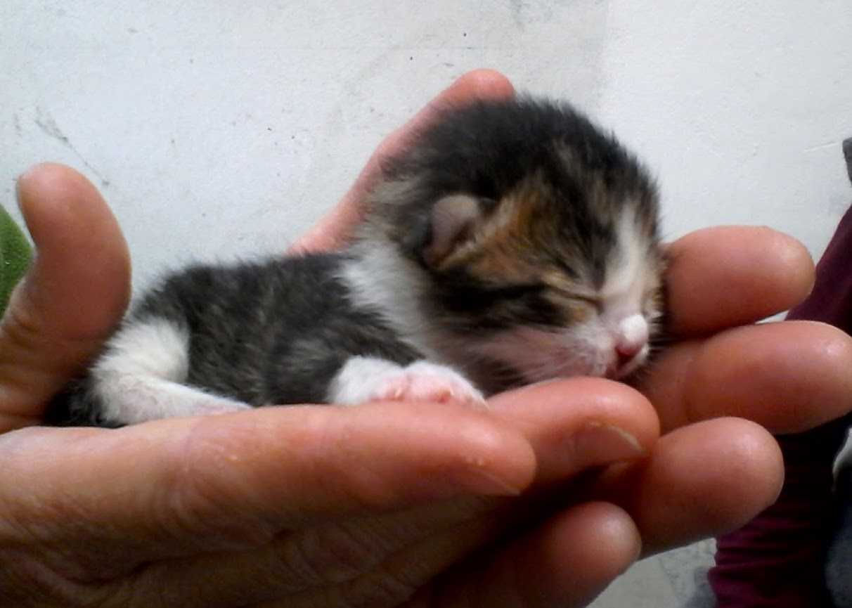 Più pappa per tutti! di MV Più pappa per tutti!-MV