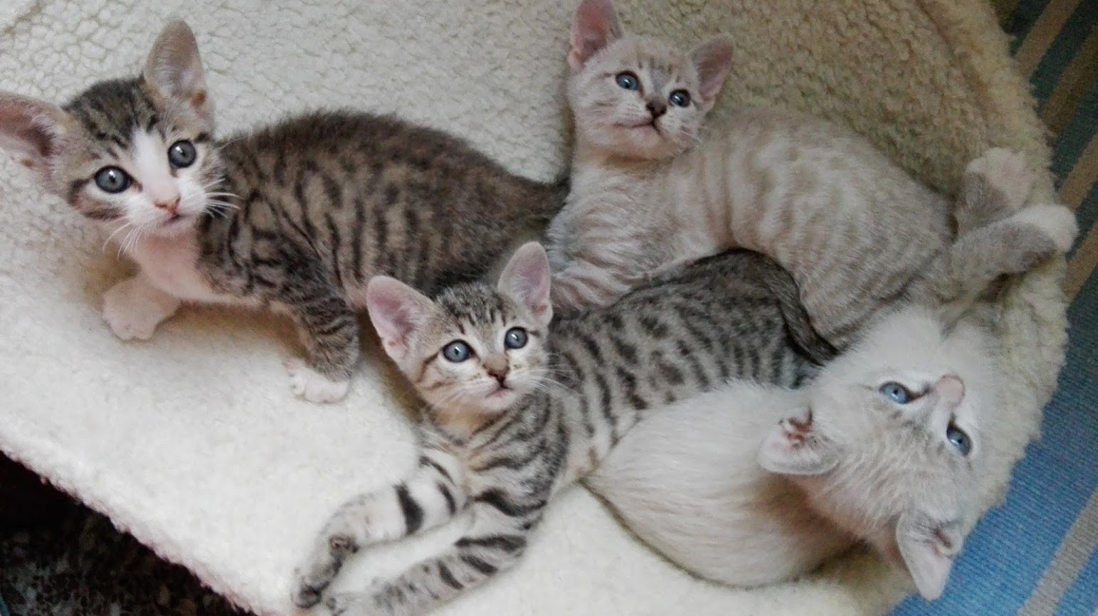 Più pappa per tutti! di MV Più pappa per tutti!-MV