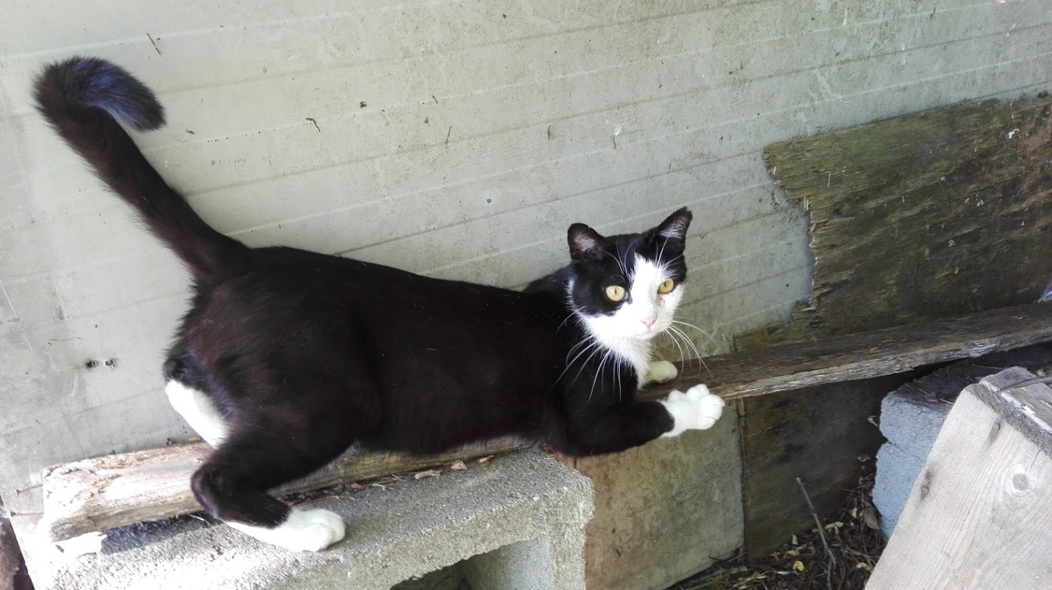 Più pappa per tutti! di MV Più pappa per tutti!-MV