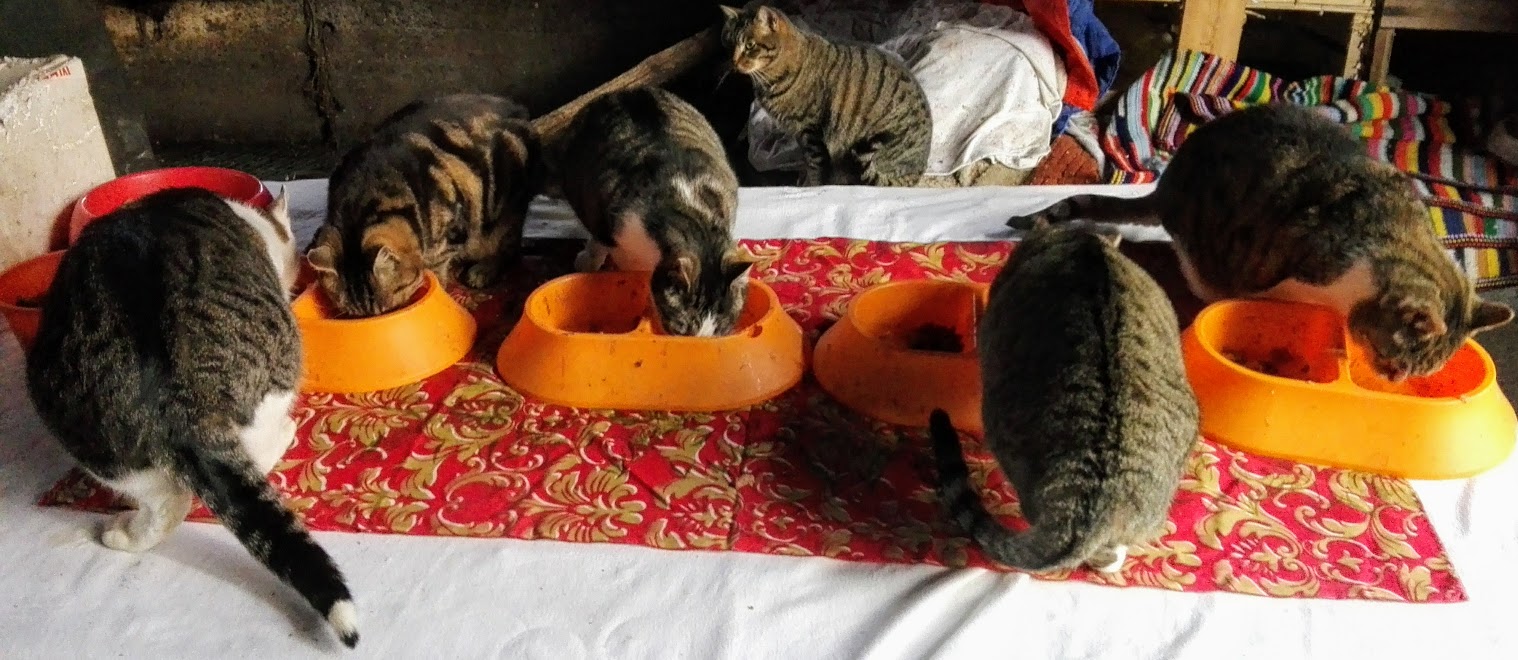 Più pappa per tutti! di MV Più pappa per tutti!-MV