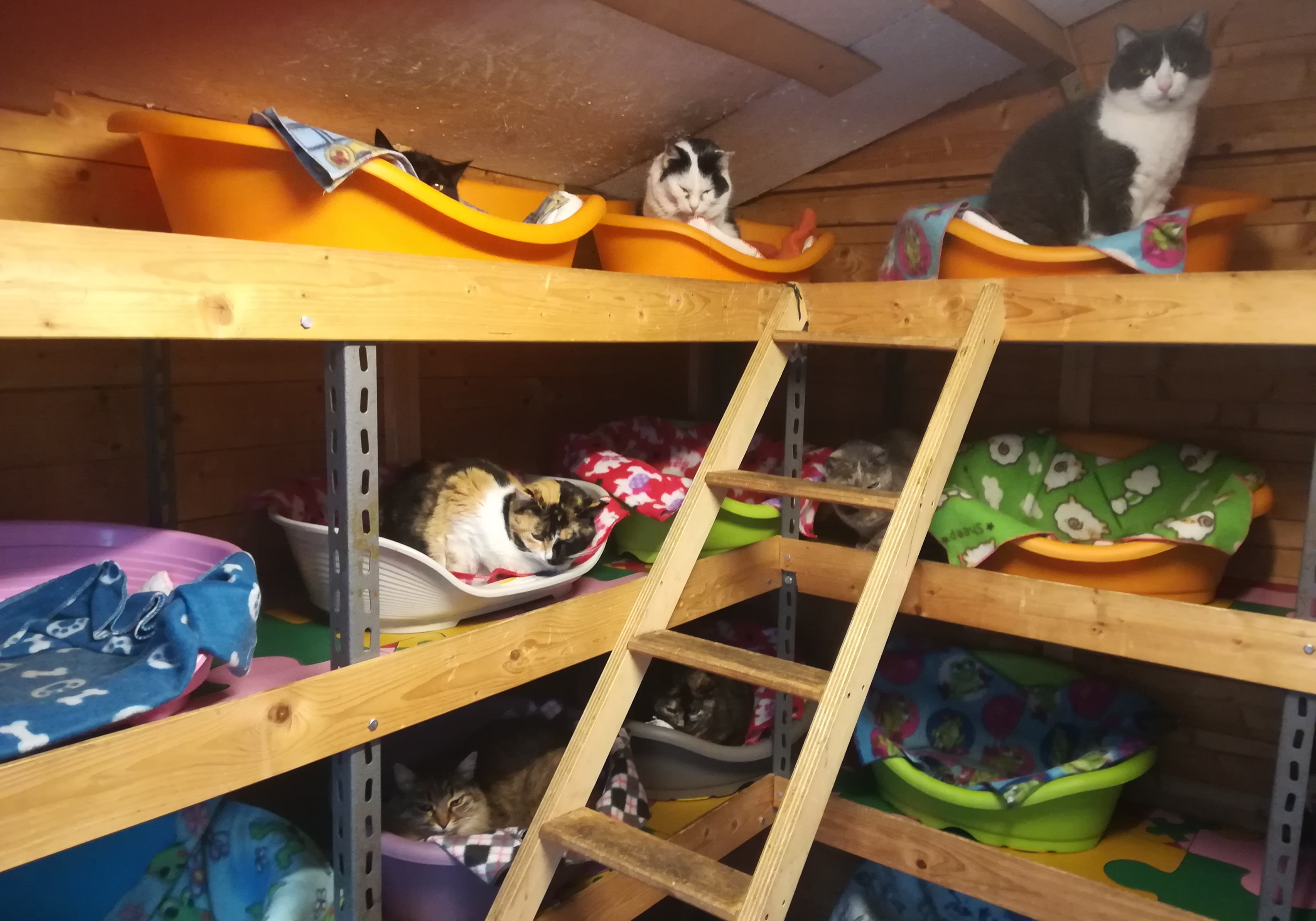 Riempiamo le ciotole!-Gattaland