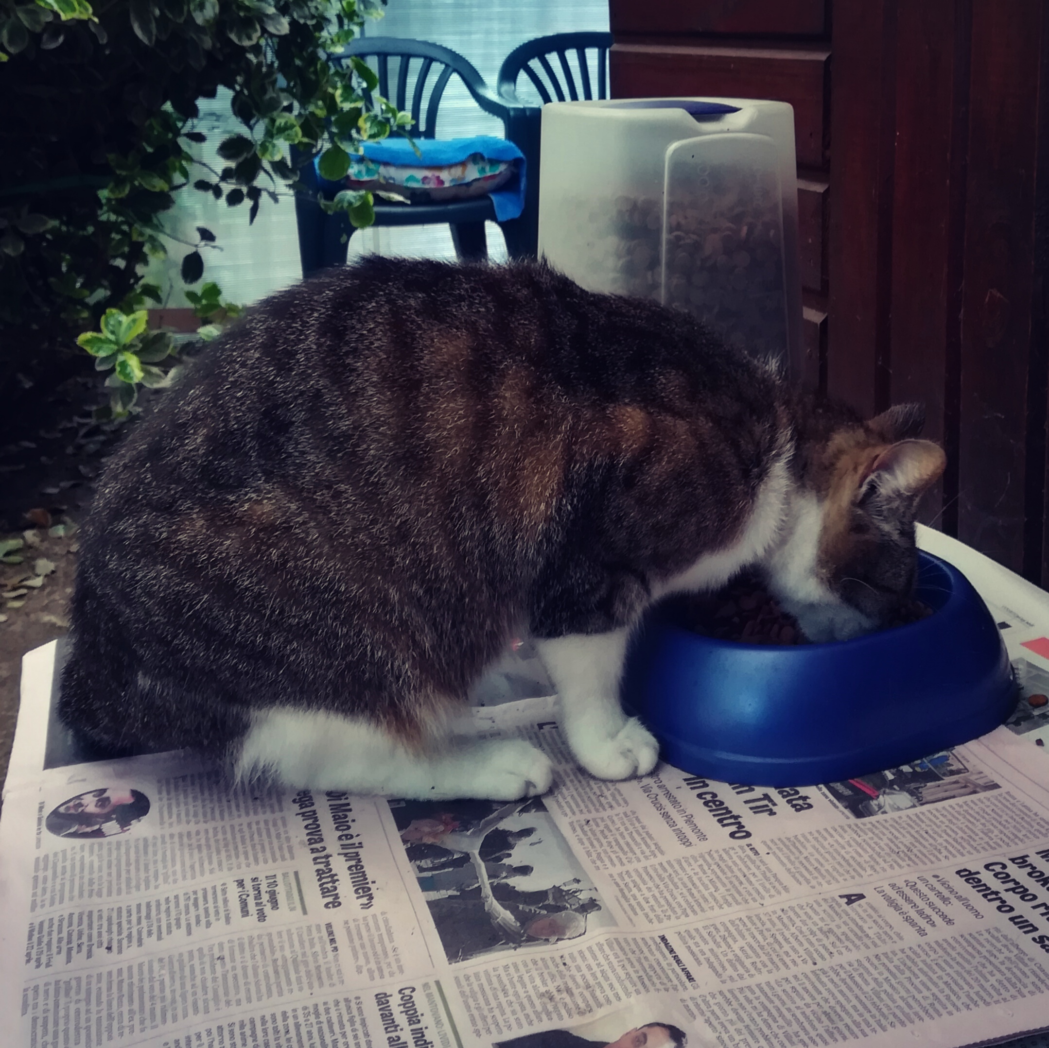 Riempiamo le ciotole!-Gattaland