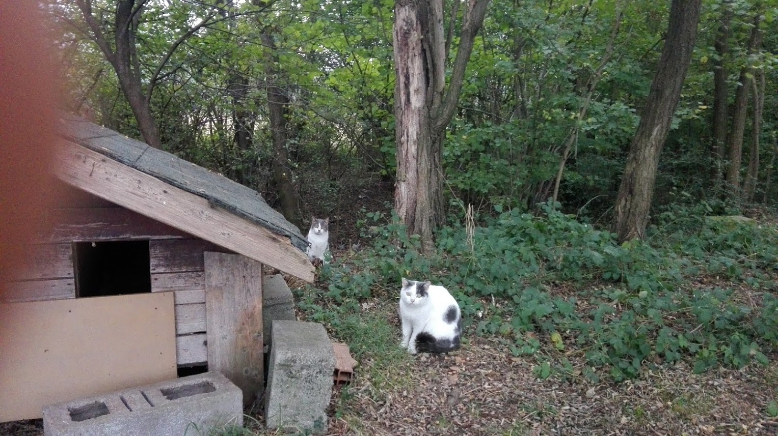 Più pappa per tutti! di MV Più pappa per tutti!-MV
