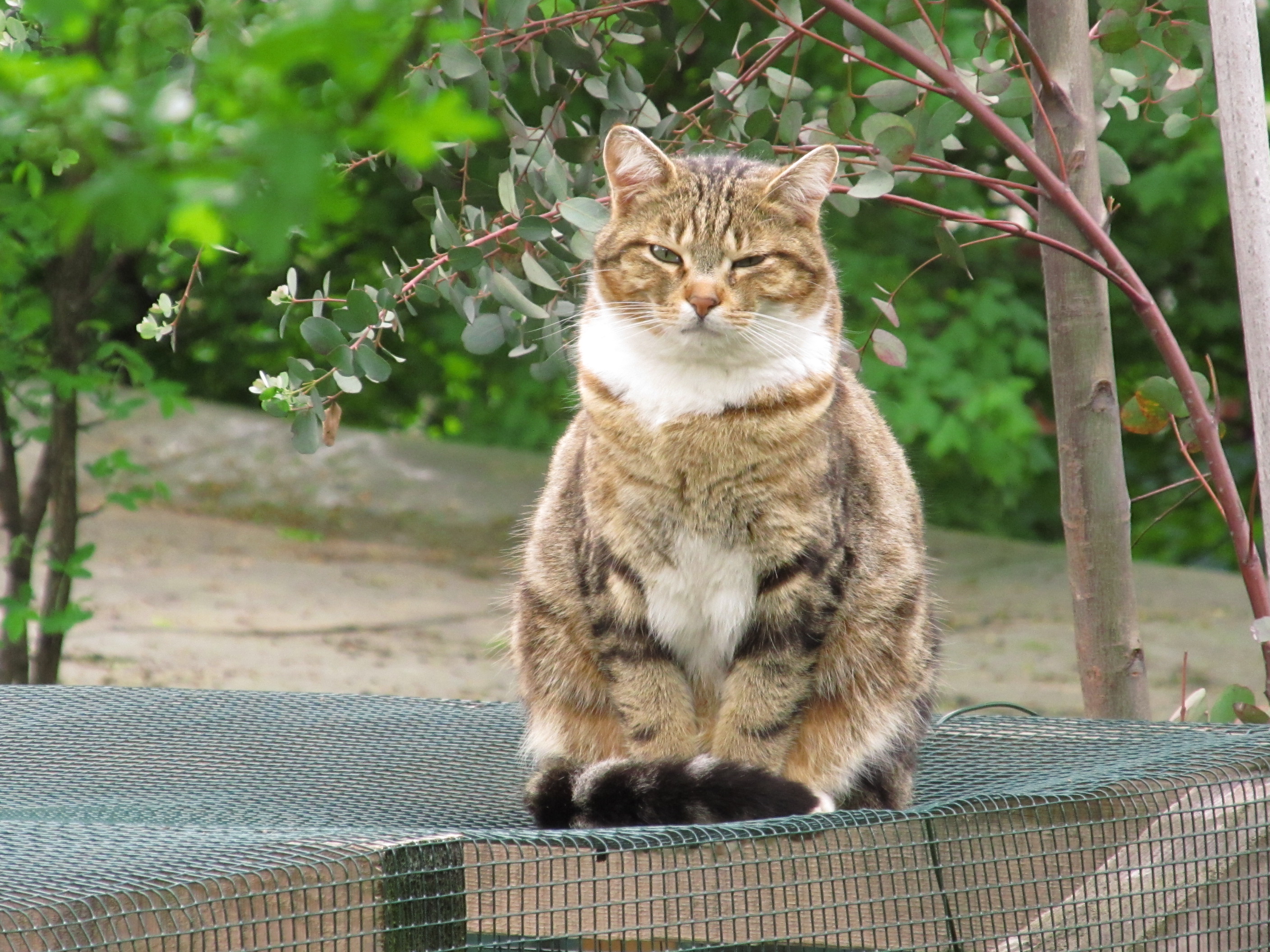 Un aiuto per Gattaland-Gattaland