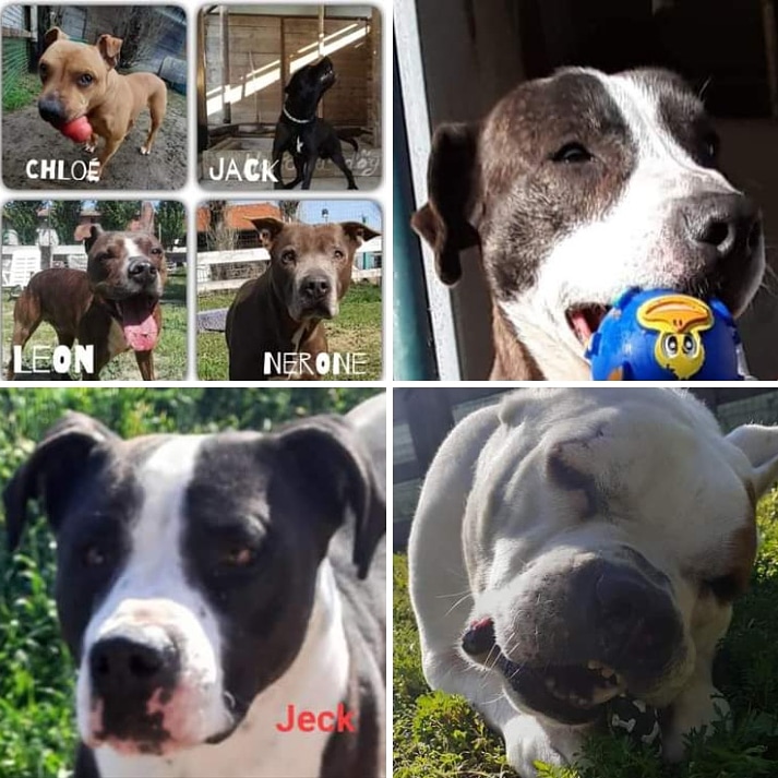 di La mia anima scodinzola -La mia anima scodinzola