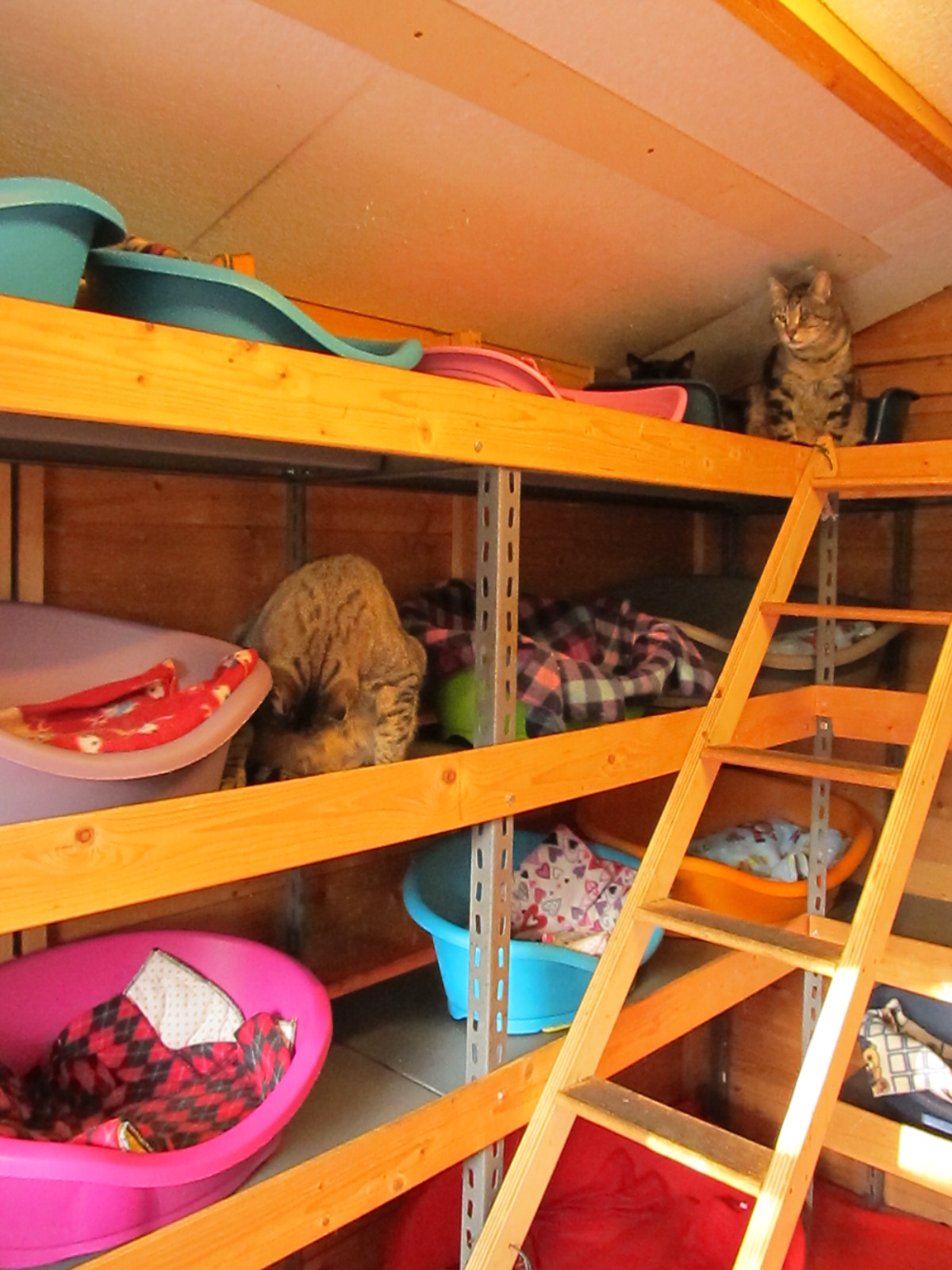 Un aiuto per Gattaland-Gattaland