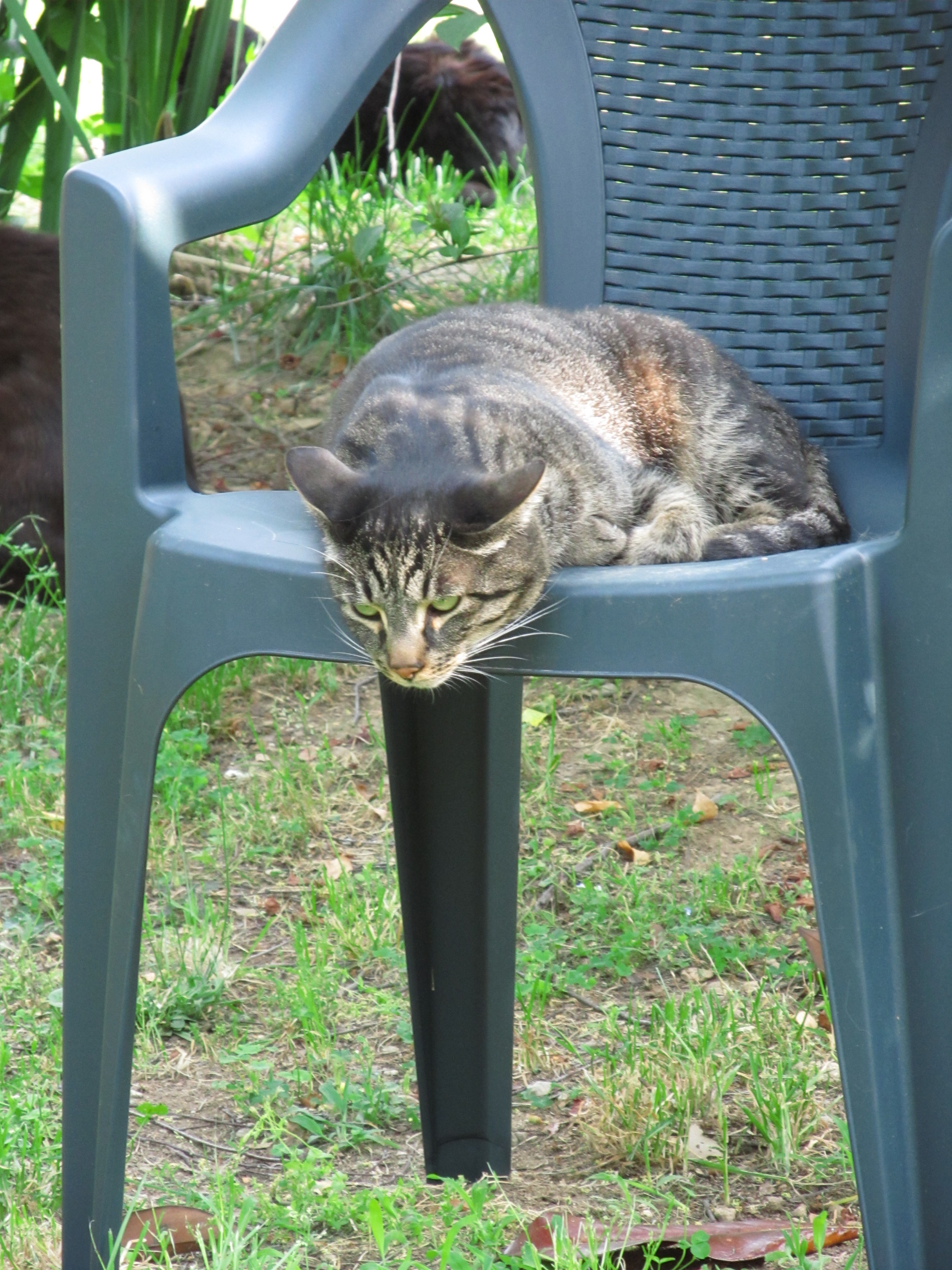 Un aiuto per Gattaland-Gattaland