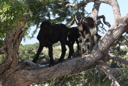 Marocco Sport Challenge-CEFA ONLUS