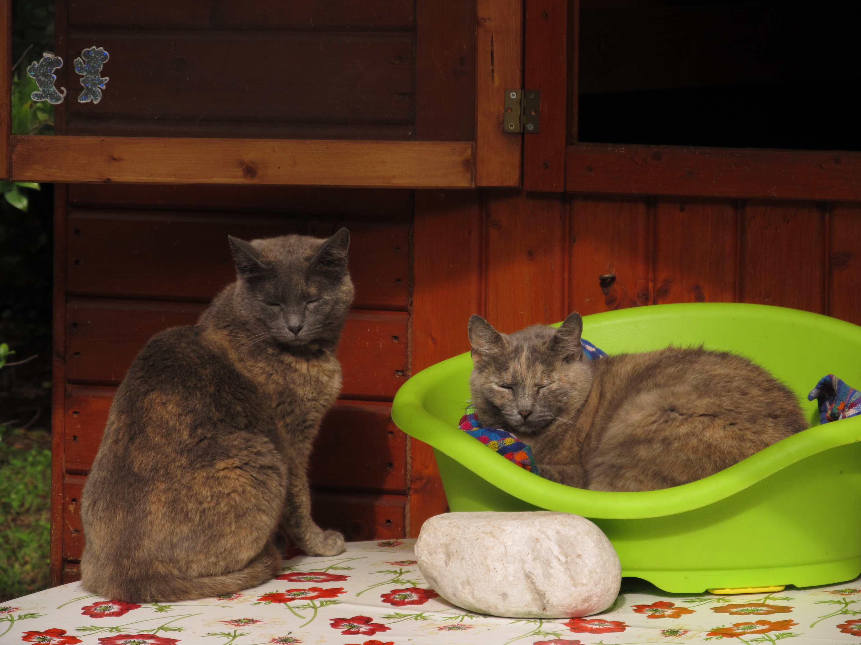 Un aiuto per Gattaland-Gattaland