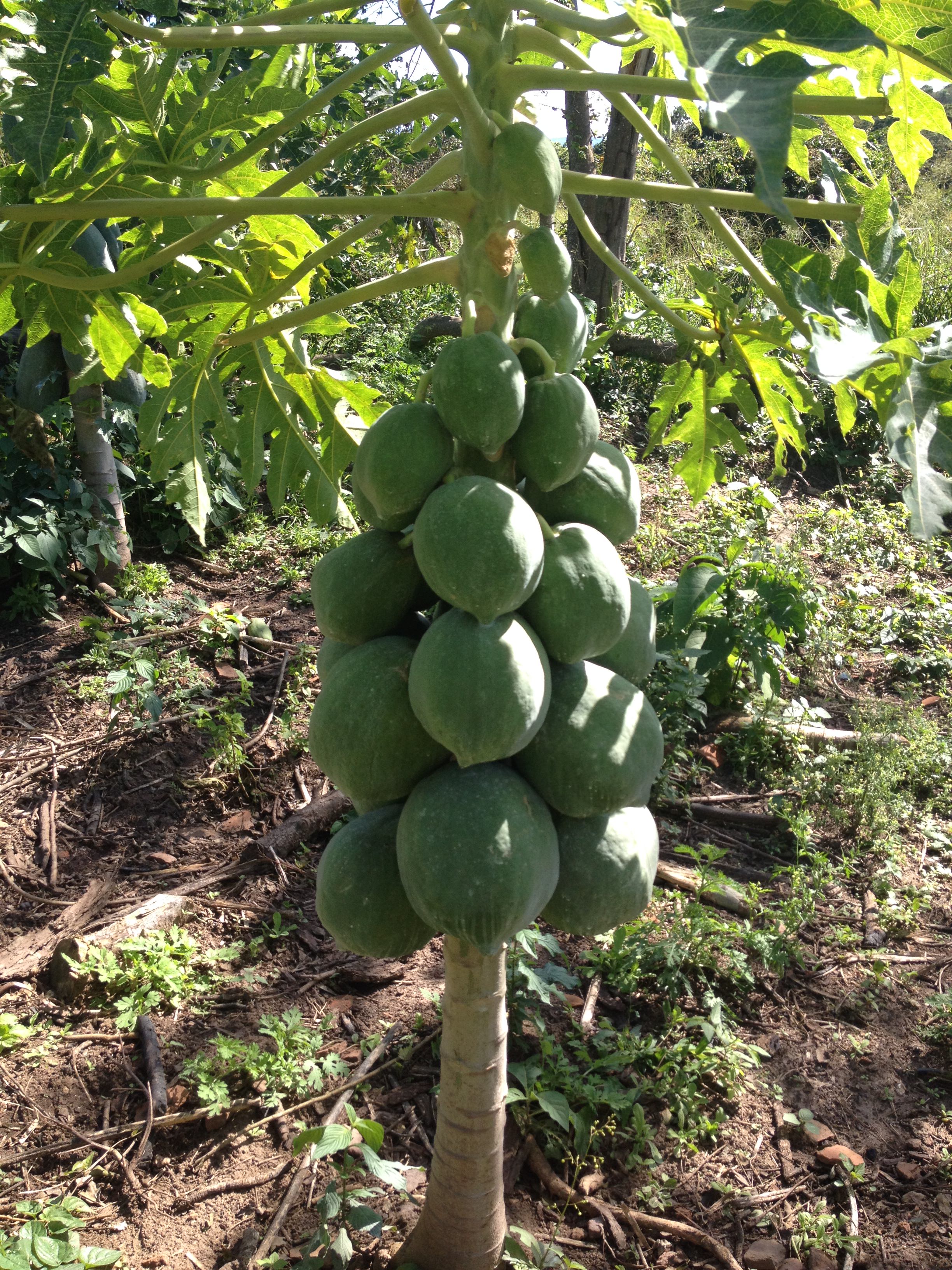 pianta papaya bolivia