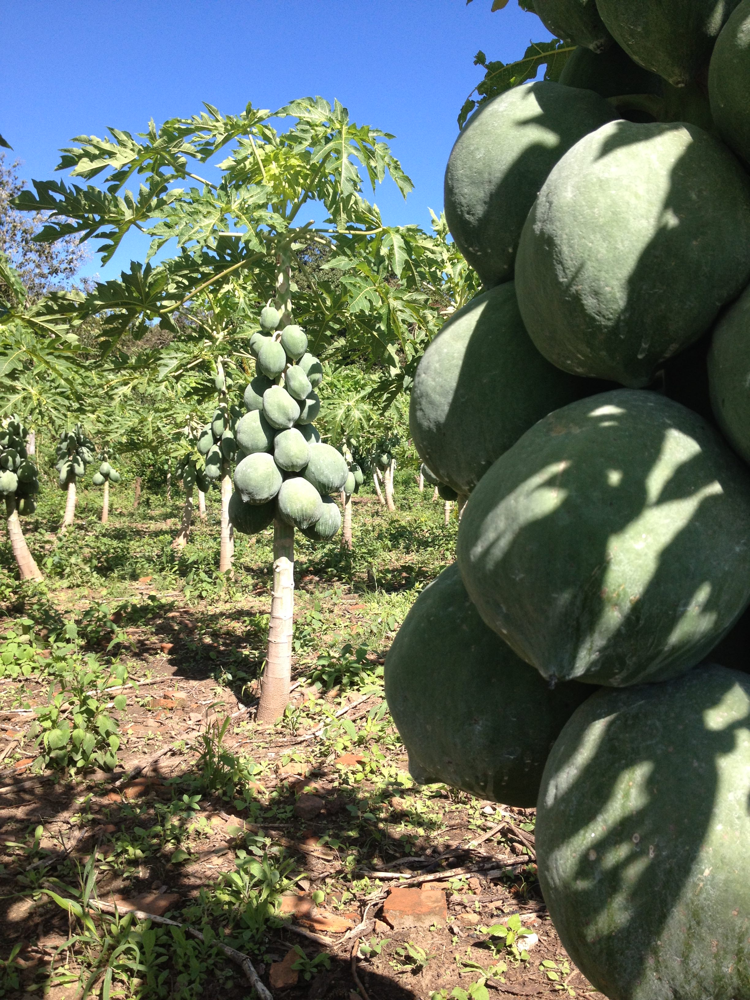 piante papaya bolivia